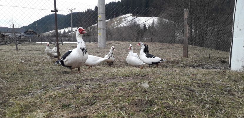  - 02 - Matca pentru 2019