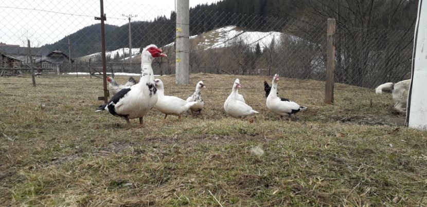  - 02 - Matca pentru 2019