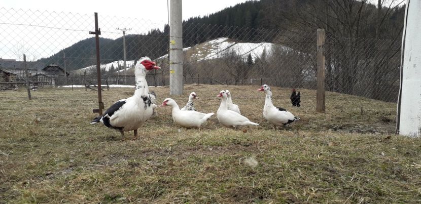  - 02 - Matca pentru 2019