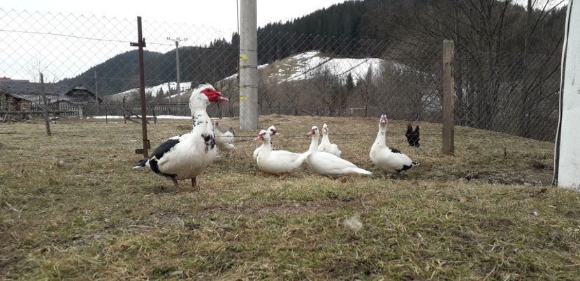  - 02 - Matca pentru 2019