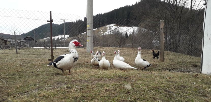 20190316_115022(0) - 02 - Matca pentru 2019