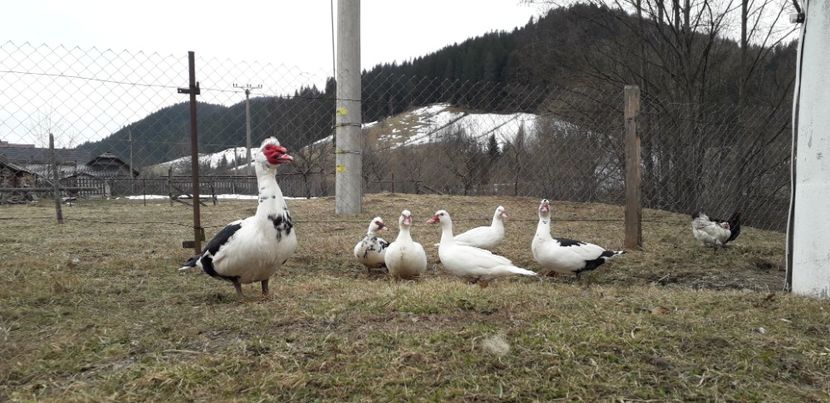  - 02 - Matca pentru 2019