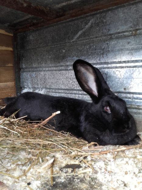 Schimb - Urias pestrit german femela!!!