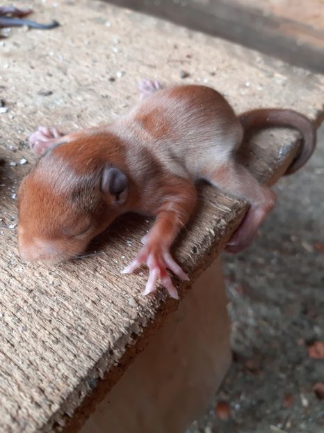 Puisori 2019 - veverite autohtone