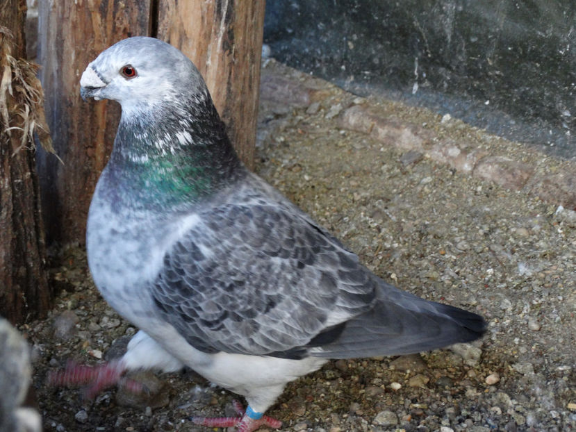  - ASR 2019 Instantanee