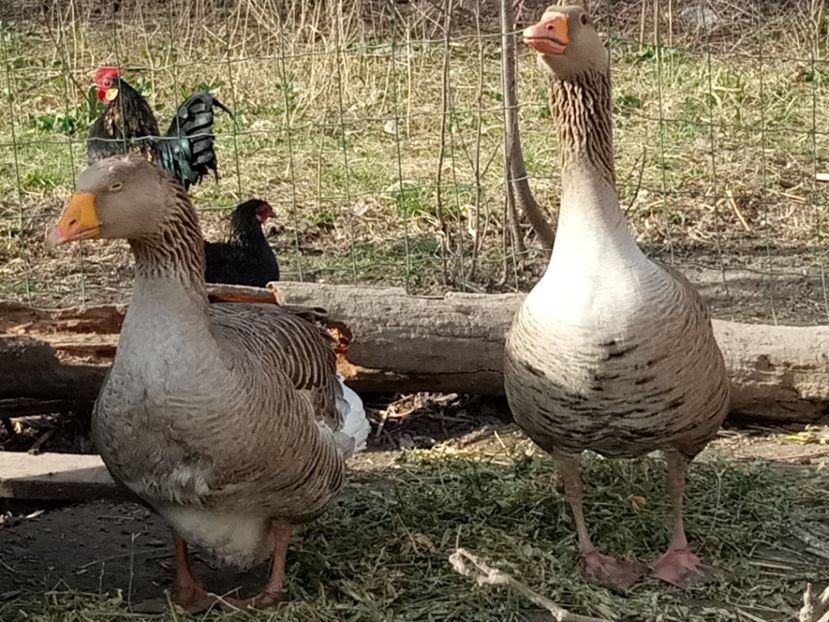 Pereche mixta - Gâște 2018 și 2019