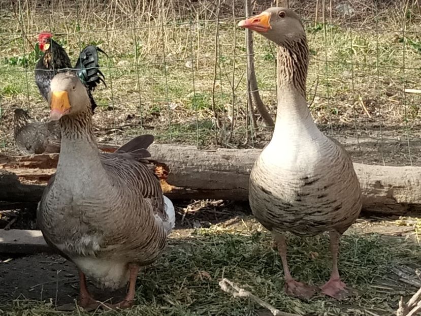Formată din - Gâște 2018 și 2019