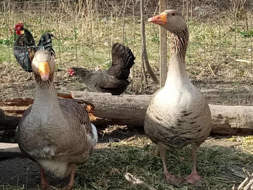Gascan salbatic - Gâște 2018 și 2019