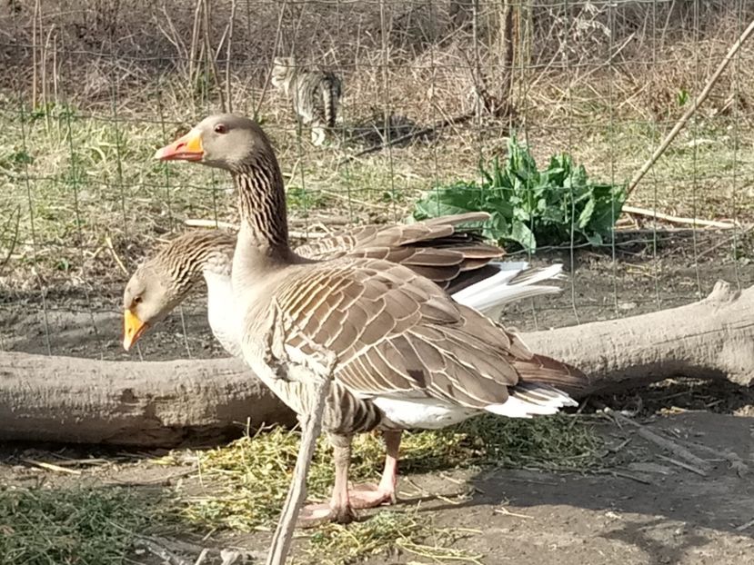 Perechea - Gâște 2018 și 2019