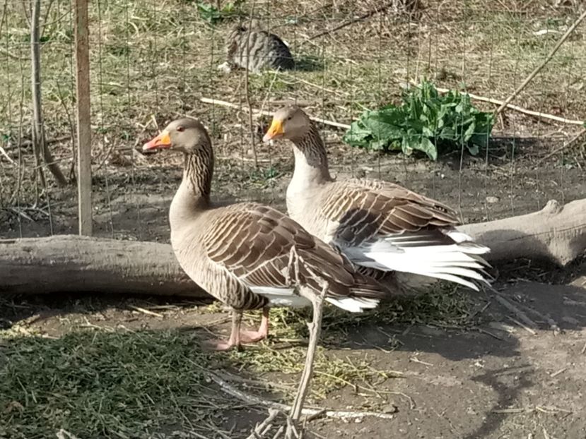 S-a format - Gâște 2018 și 2019