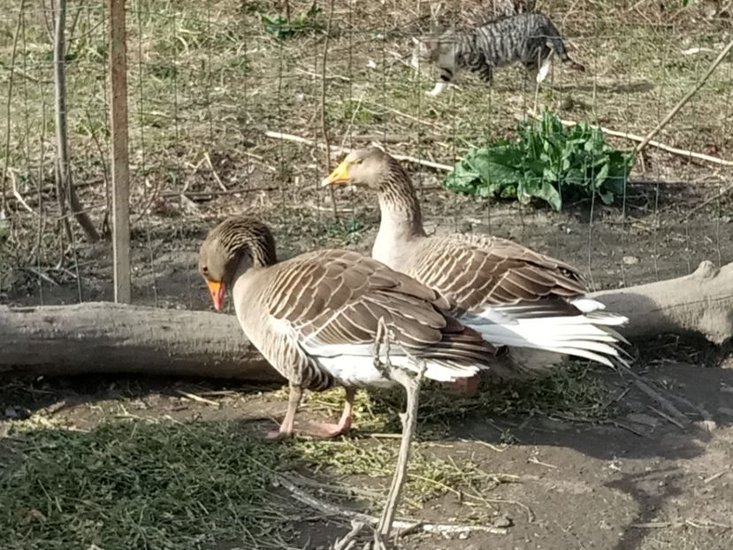 In doar câteva - Gâște 2018 și 2019