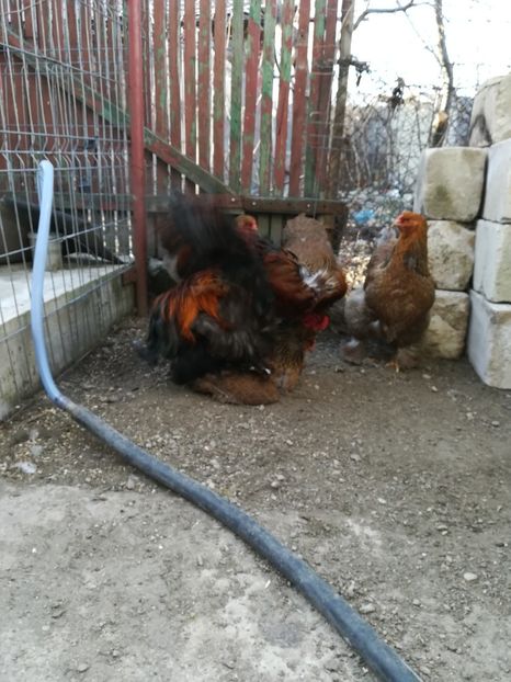  - Brahma potarnichiu 2019