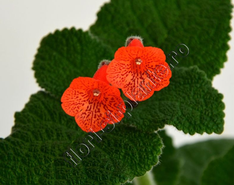 Sinningia hibrid nou - GLOXINIA _ SINNINGIA 2