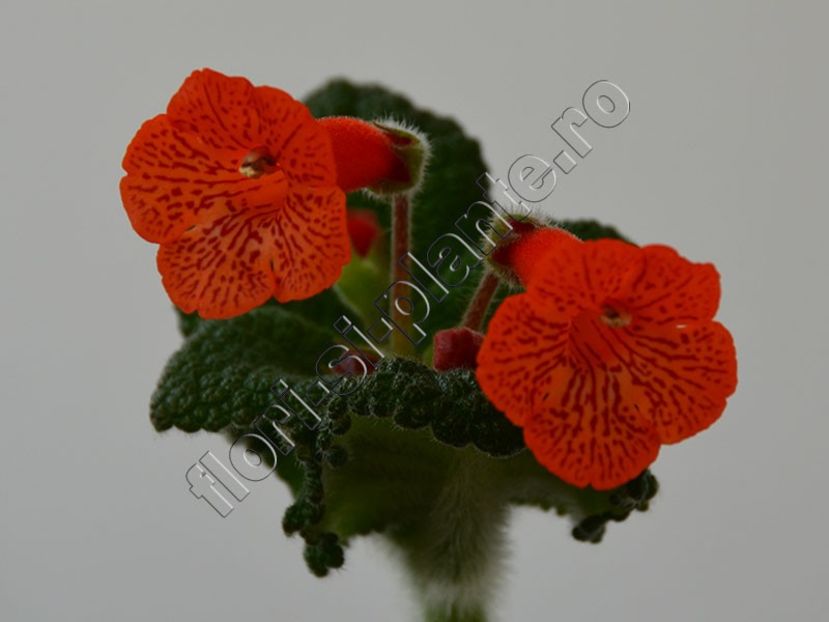 Sinningia  hibrid nou - GLOXINIA _ SINNINGIA 2