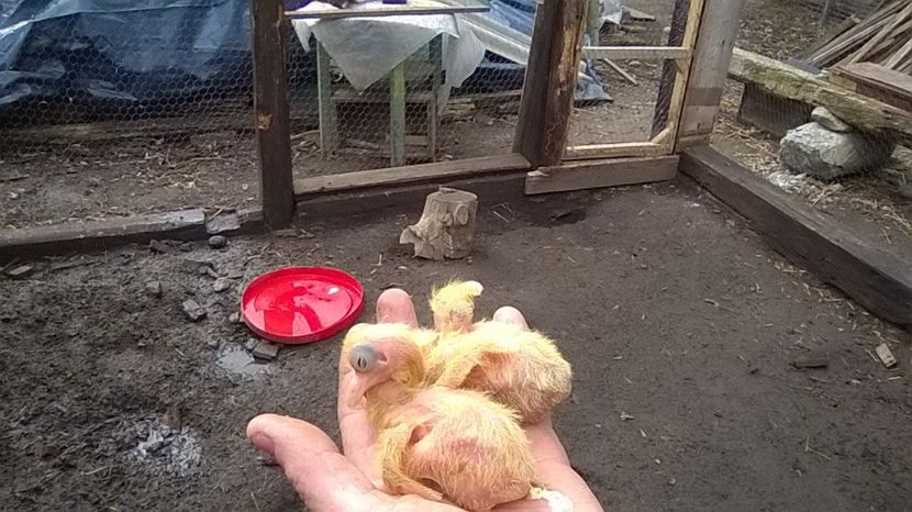 Puisori de Zburatori de Severin 14-16.03.2019. - Zburători de Severin