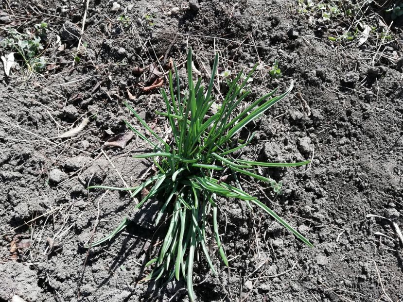  - 00- 2019- De primavara