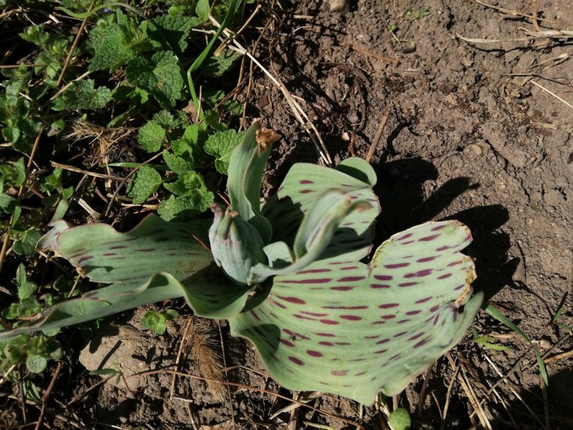  - 00- 2019- De primavara