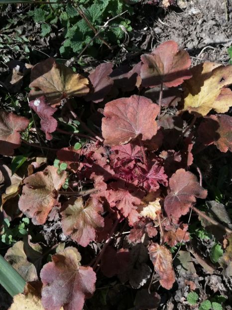  - 00- 2019- De primavara