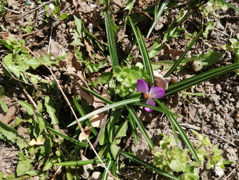  - 00- 2019- De primavara