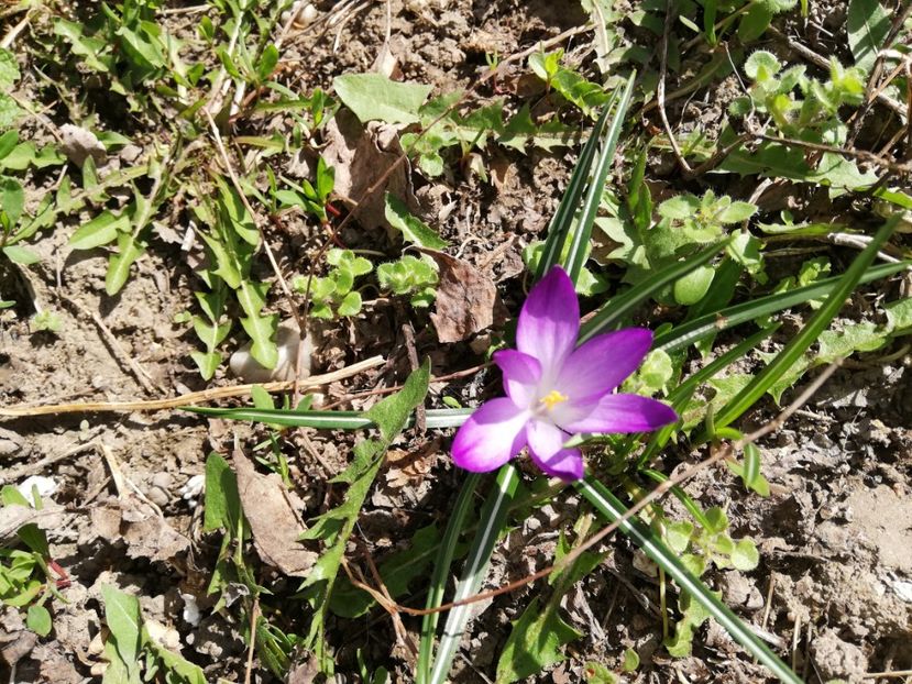  - 00- 2019- De primavara