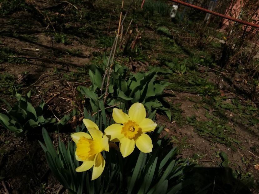  - 00- 2019- De primavara