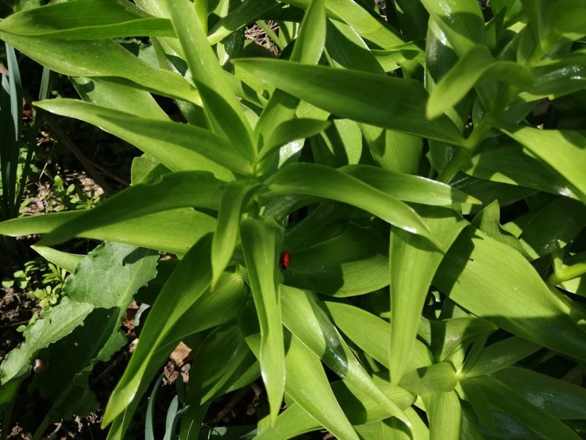  - 00- 2019- De primavara