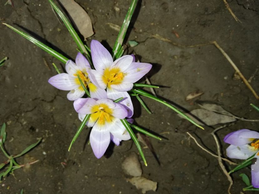  - 00- 2019- De primavara