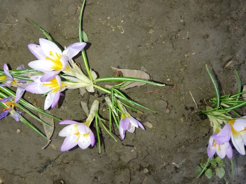  - 00- 2019- De primavara