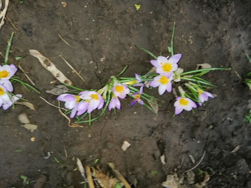  - 00- 2019- De primavara