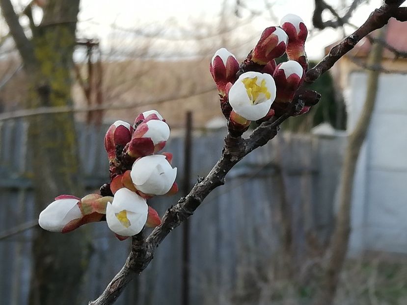  - 00- 2019- De primavara