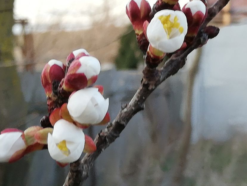  - 00- 2019- De primavara