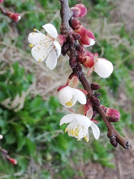  - 00- 2019- De primavara