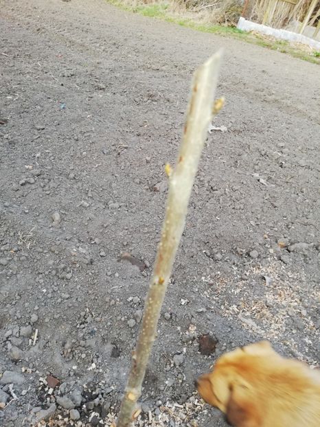  - 00- 2019- De primavara