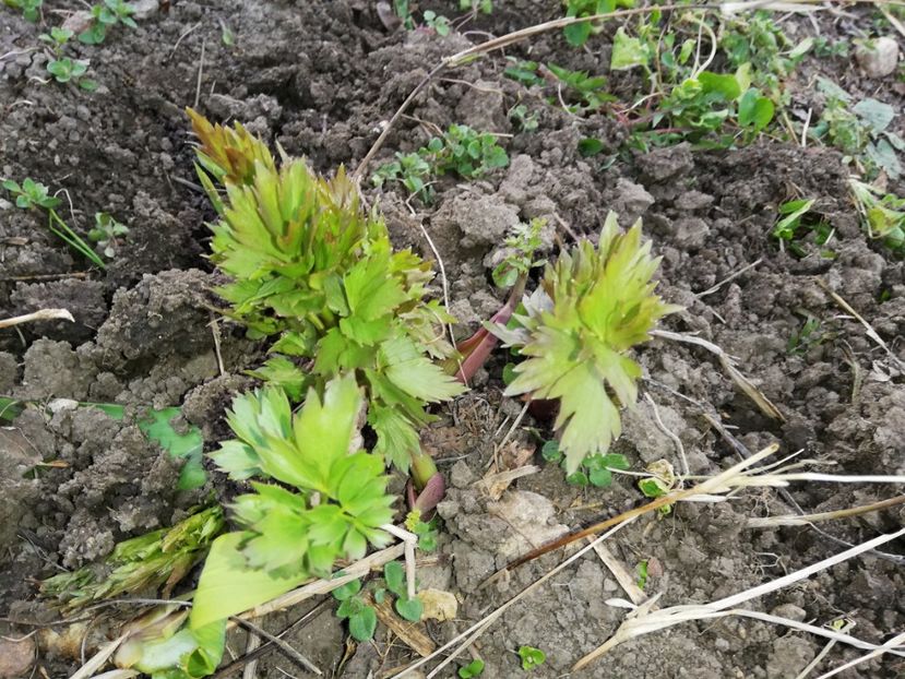  - 00- 2019- De primavara