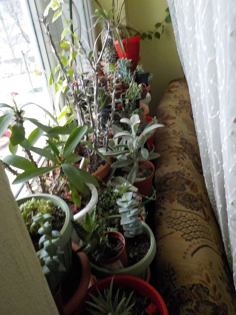 sa iesim afara la soare. - Florile mele