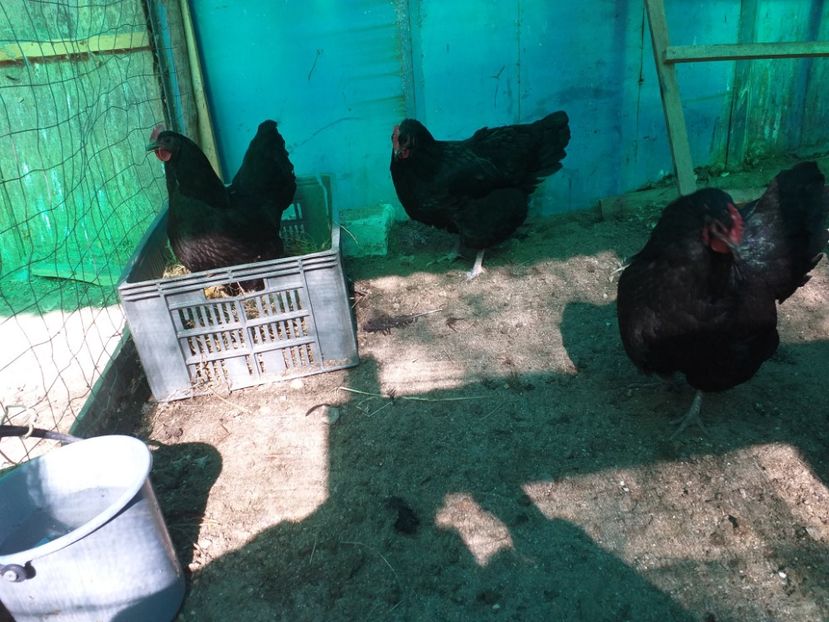  - Australorp negru