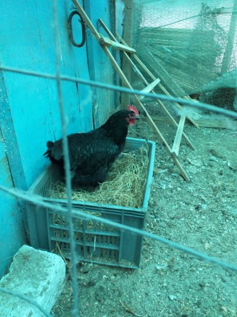  - Australorp negru