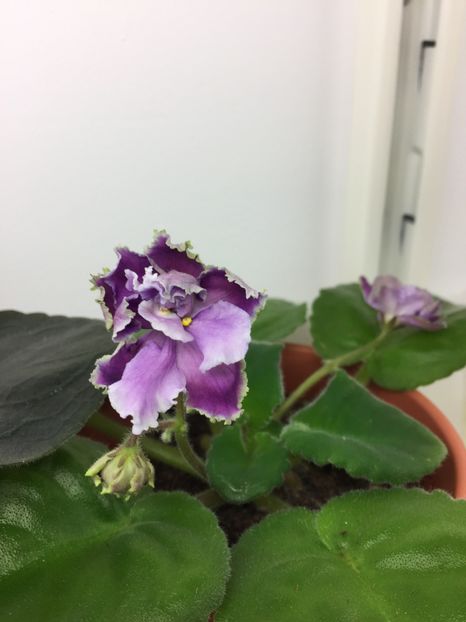 E0F0DB9A-9485-48E6-ABDA-07B979C2C6C9 - Louisiana Lullaby