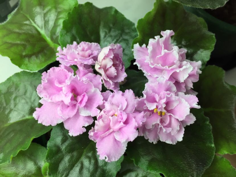 67E6EDAB-5B2D-4CA5-9A2F-C6221389C347 - Rozovaja Pantera