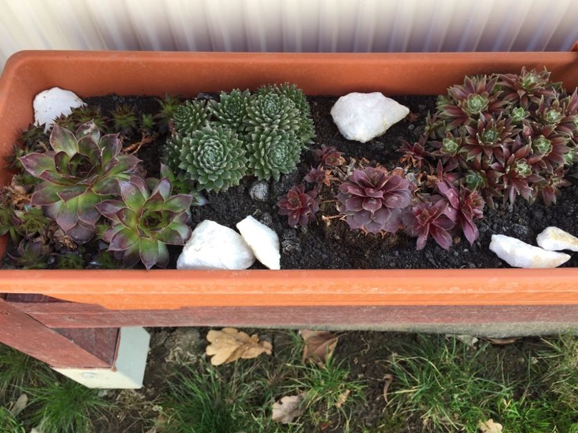 EB6DC9A2-AB53-40AE-855D-C8A3F0E3D264 - GRADINA 2019