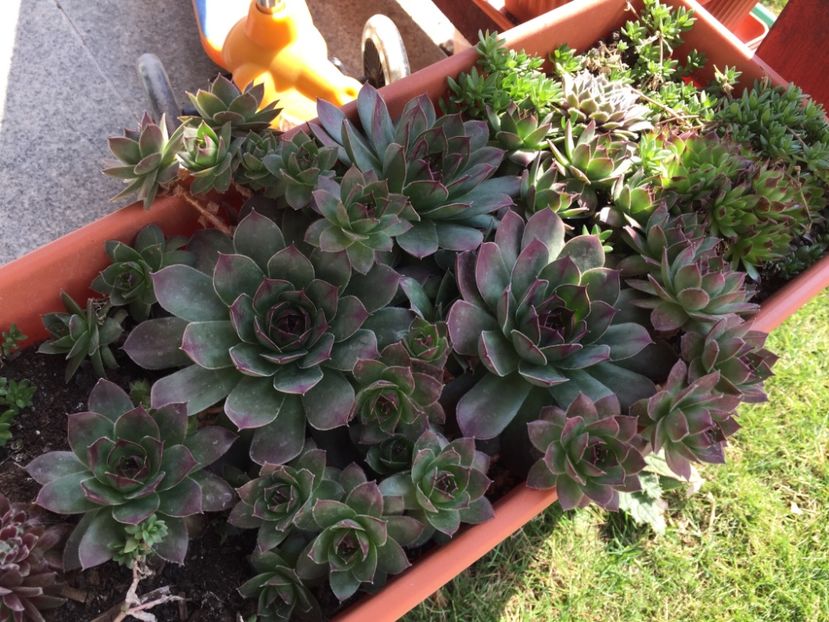 41FFAF6A-F7B4-4720-9AA7-EEF740D6F909 - GRADINA 2019