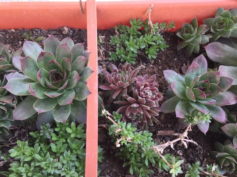 B1CCB0FB-B94F-492A-9697-09F1F80FE499 - GRADINA 2019