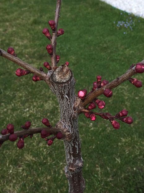 F68128E6-F586-4C99-8C52-89931EE3F401 - GRADINA 2019