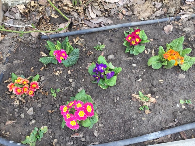 1DED3A64-EF74-4455-939C-3BB6A945E49B - GRADINA 2019