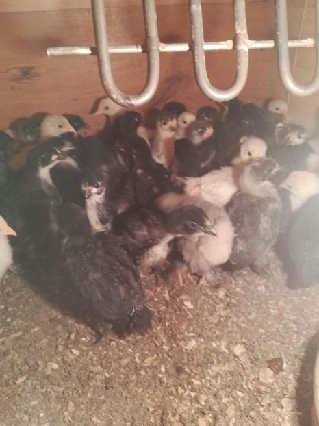 A776DCFE-C259-49DA-B952-20A7A1C67989 - Pui 2019