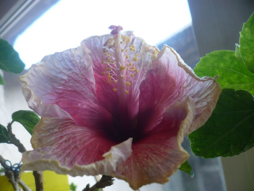 17.03.2019 - HIBISCUSI 2019-1