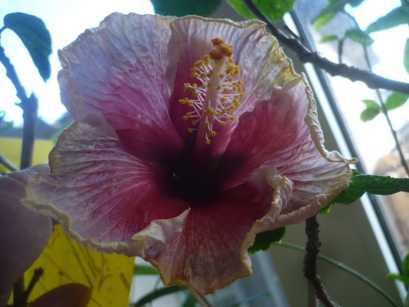 P1400655 - HIBISCUSI 2019-1