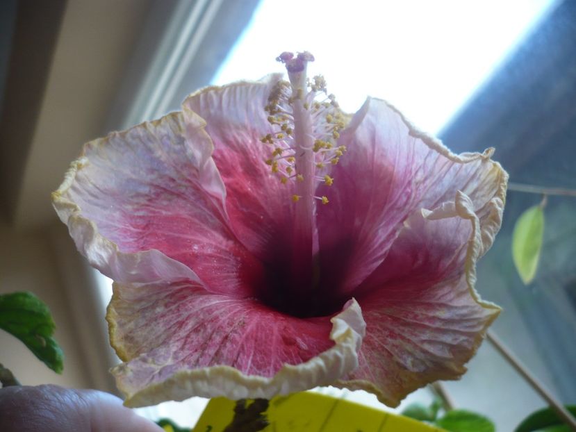 P1400659 - HIBISCUSI 2019-1