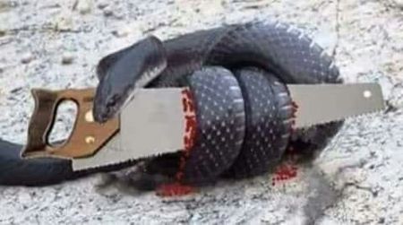  - Story of the snake and the saw