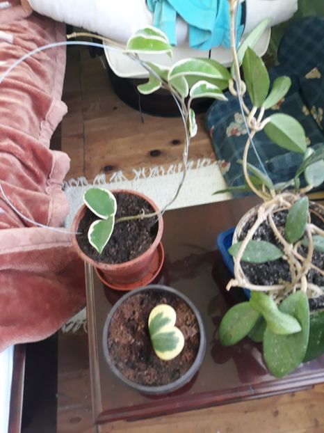 Hoyele mele...carnosa, kerii variegata si krimson queen - Plantutele mele